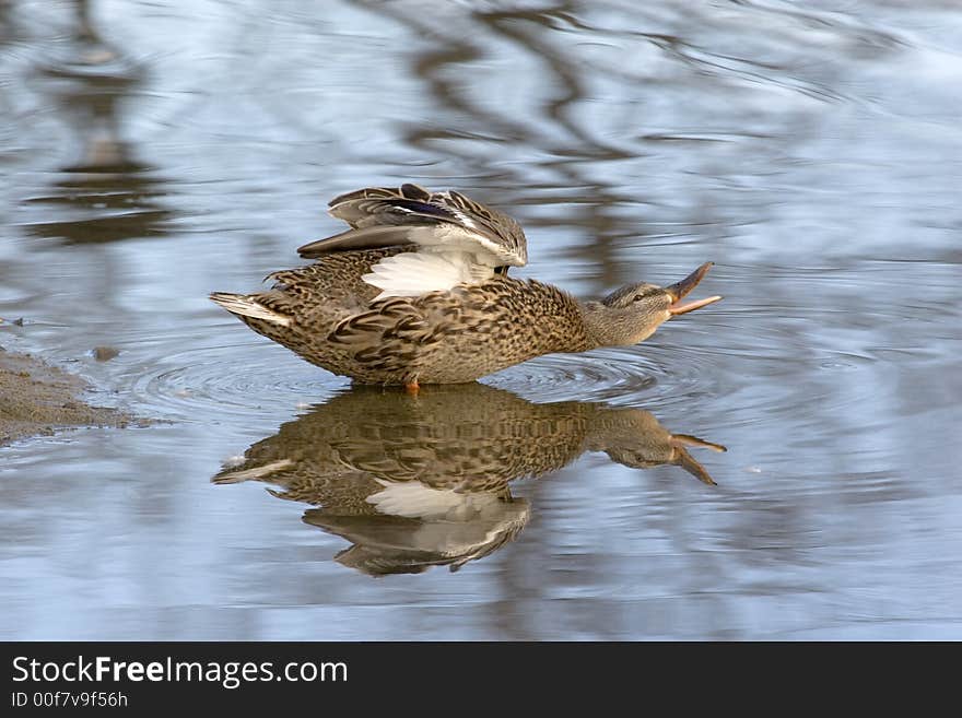 Ducks in early spring in Montreal, I oberserved them for days and it is interesting to find how they live and their activities. Ducks in early spring in Montreal, I oberserved them for days and it is interesting to find how they live and their activities.