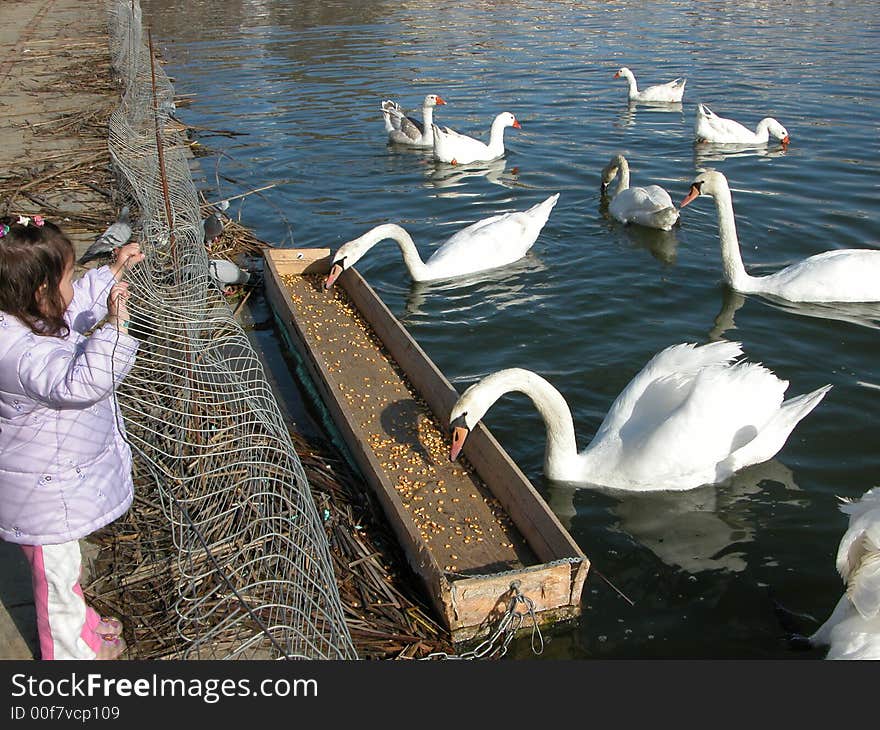 Swans in the lake