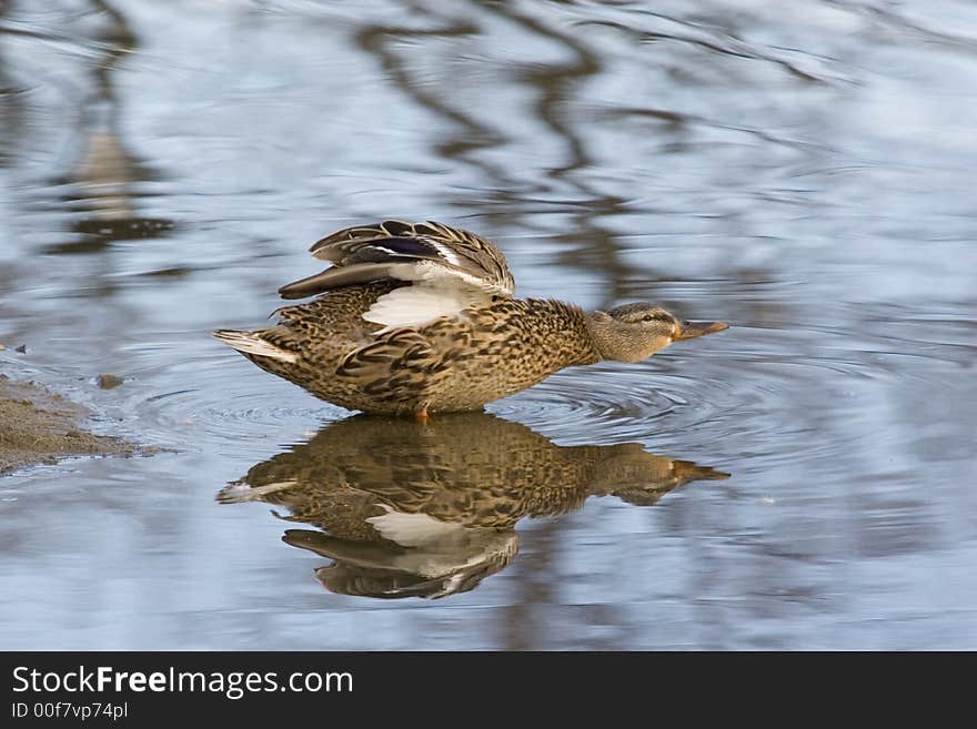 Duck in early spring in Montreal, I oberserved them for days and it is interesting to find how they live and their activities. Duck in early spring in Montreal, I oberserved them for days and it is interesting to find how they live and their activities.