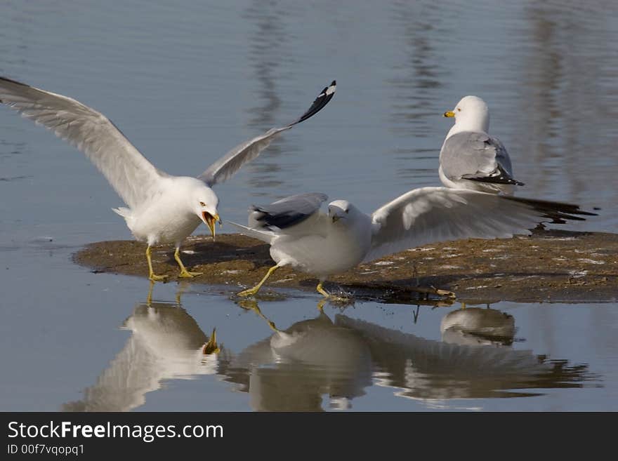 Gulls in early spring in Montreal, I oberserved them for days and it is interesting to find how they live and their activities. Gulls in early spring in Montreal, I oberserved them for days and it is interesting to find how they live and their activities.