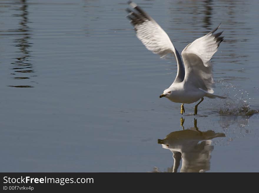 Flying Away.