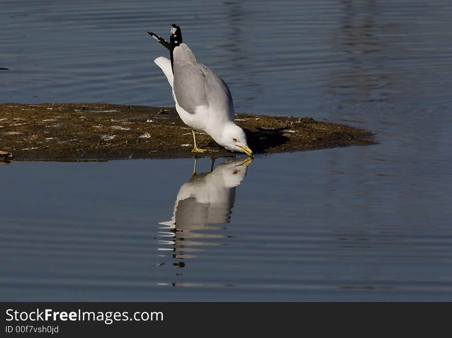 Sea Gulls in early spring in Montreal, I oberserved them for days and it is interesting to find how they live and their activities. Sea Gulls in early spring in Montreal, I oberserved them for days and it is interesting to find how they live and their activities.