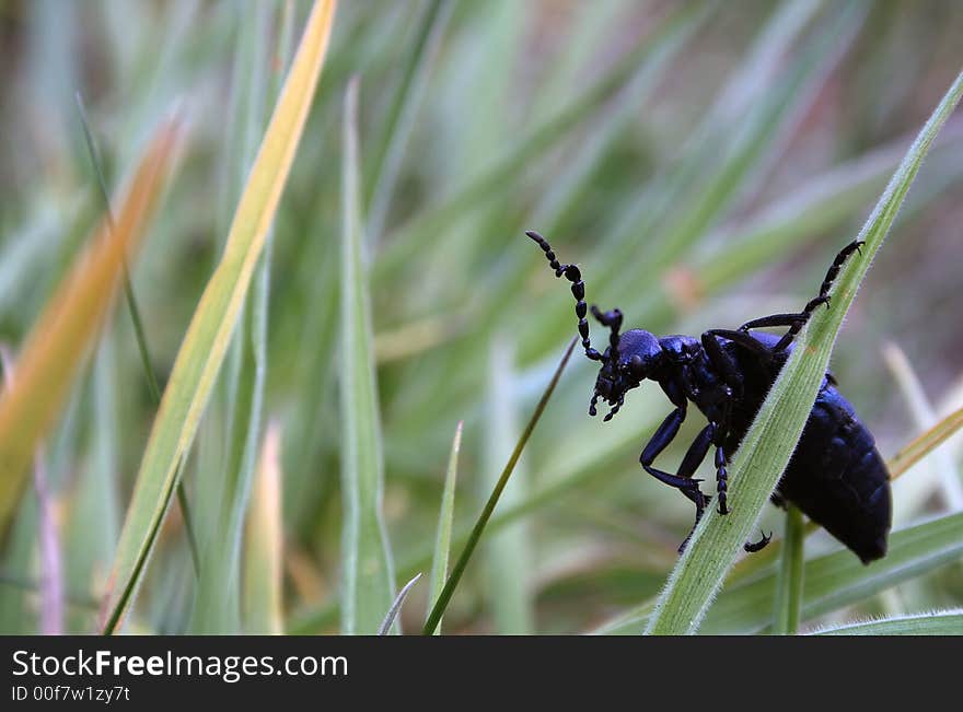 Close - up of dark blue beetle.