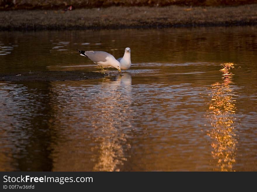 Bathing in the Sun