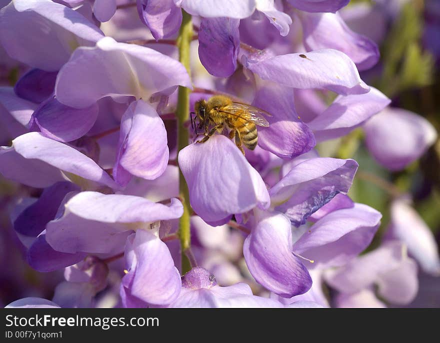 Bee on wistaria flowers