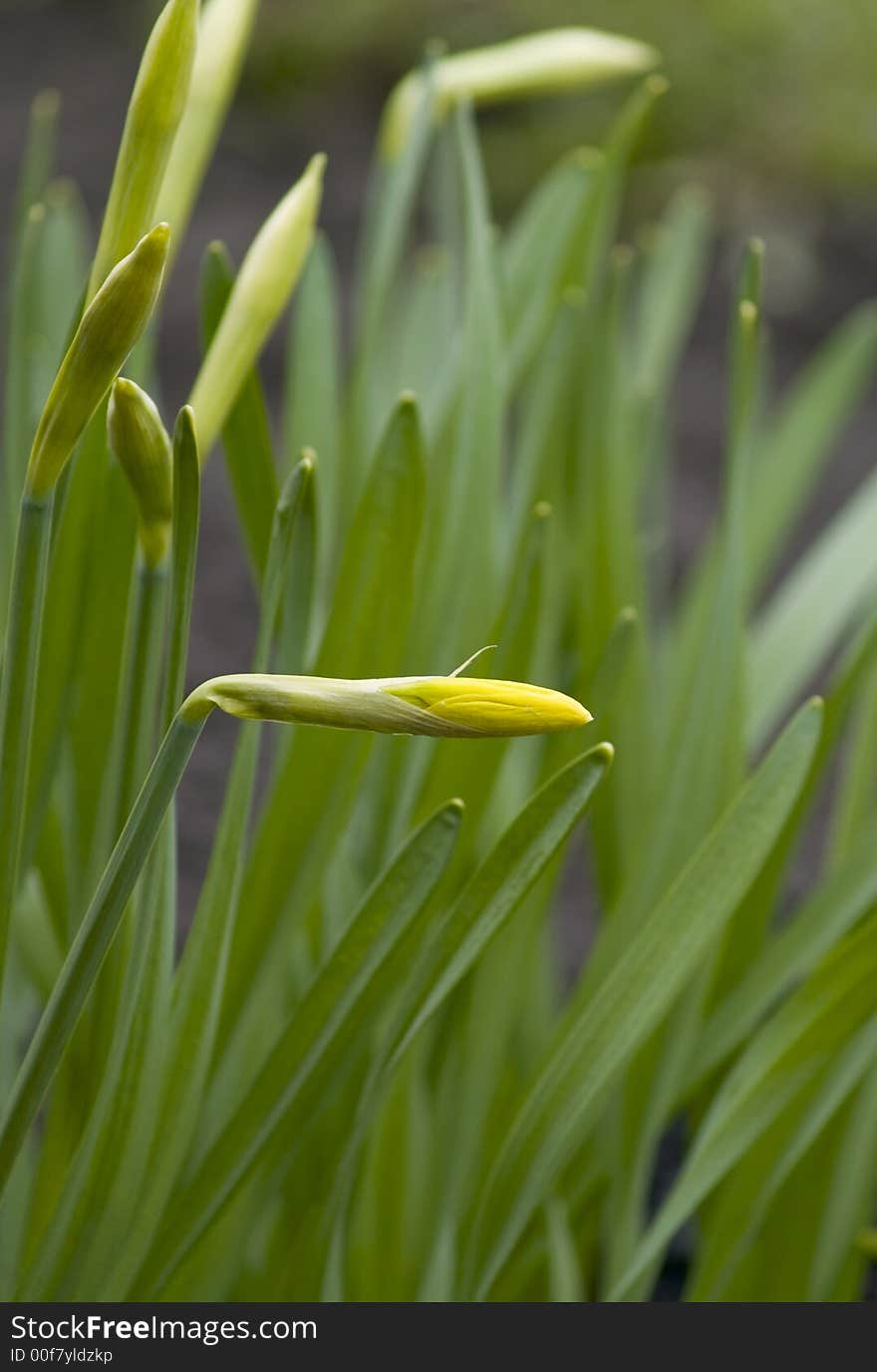 Daffodil Bud