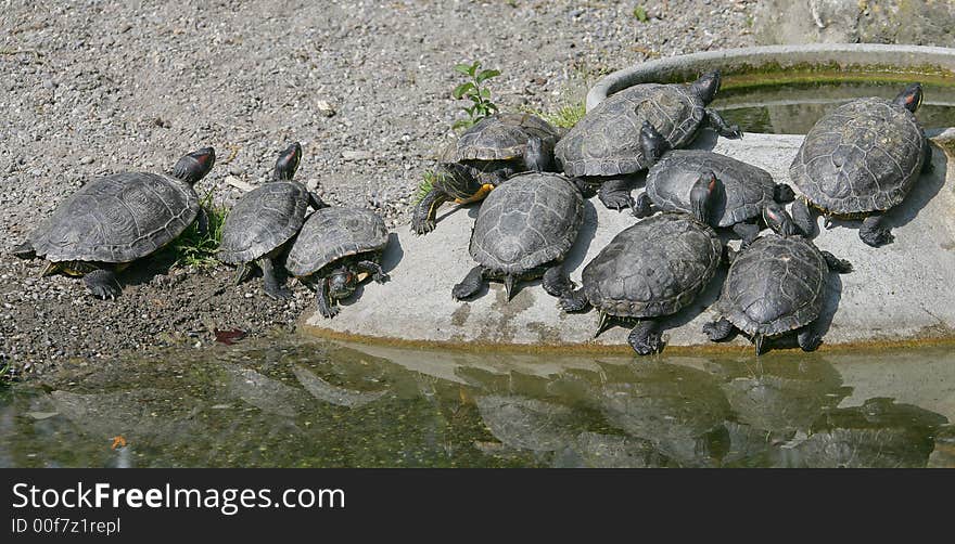 Company of terrapins taking sun-bath. Company of terrapins taking sun-bath