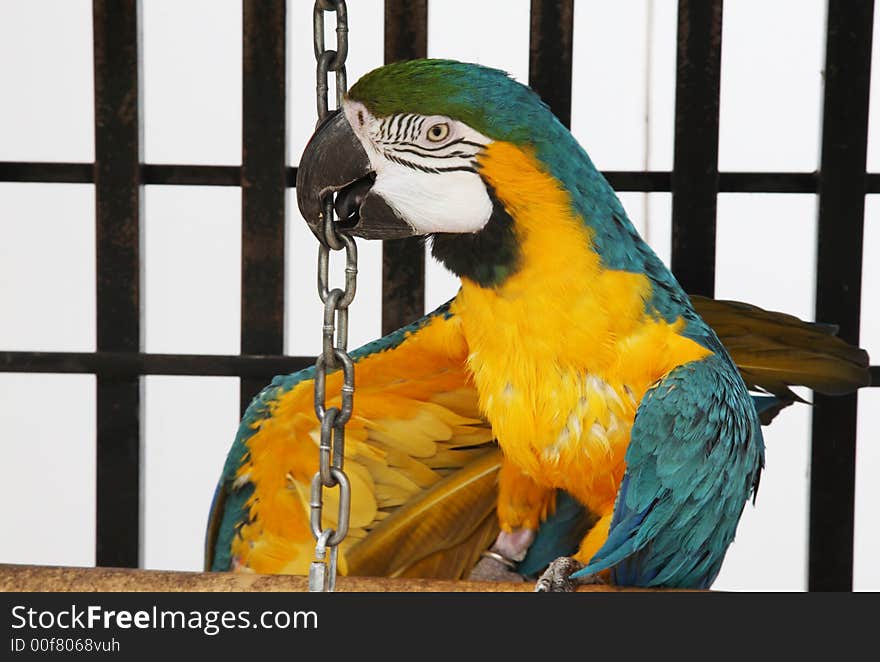 A slightly scruffy, blue & yellow macaw playfully grabs the chain to make his toy bell ring. A slightly scruffy, blue & yellow macaw playfully grabs the chain to make his toy bell ring.