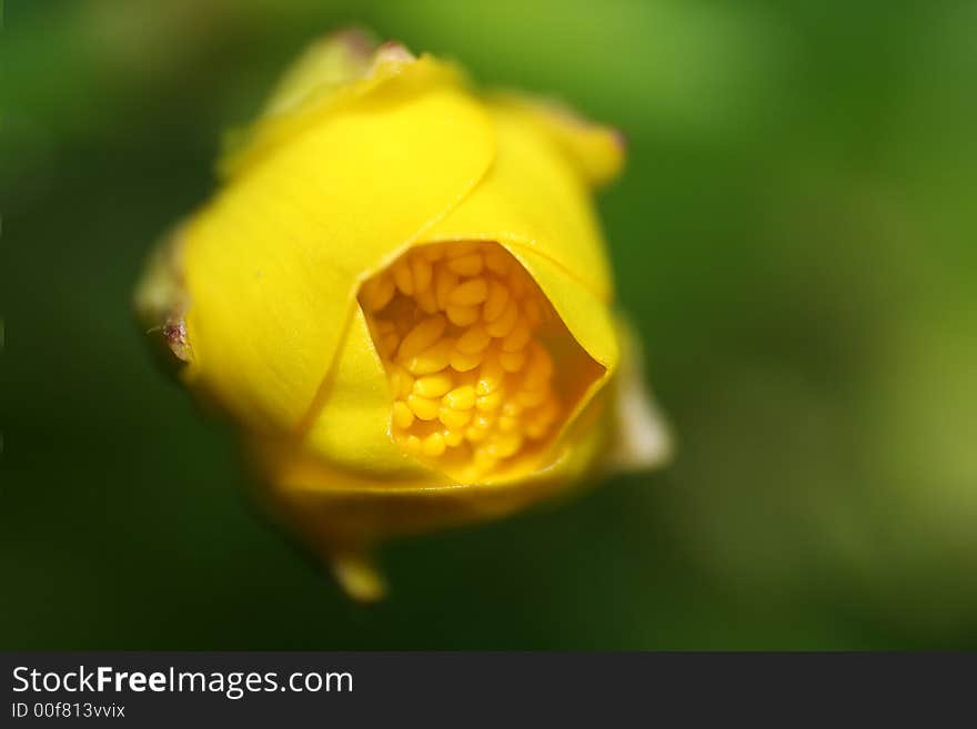 Close-up of a ranunculul buttercup in blossom. Close-up of a ranunculul buttercup in blossom