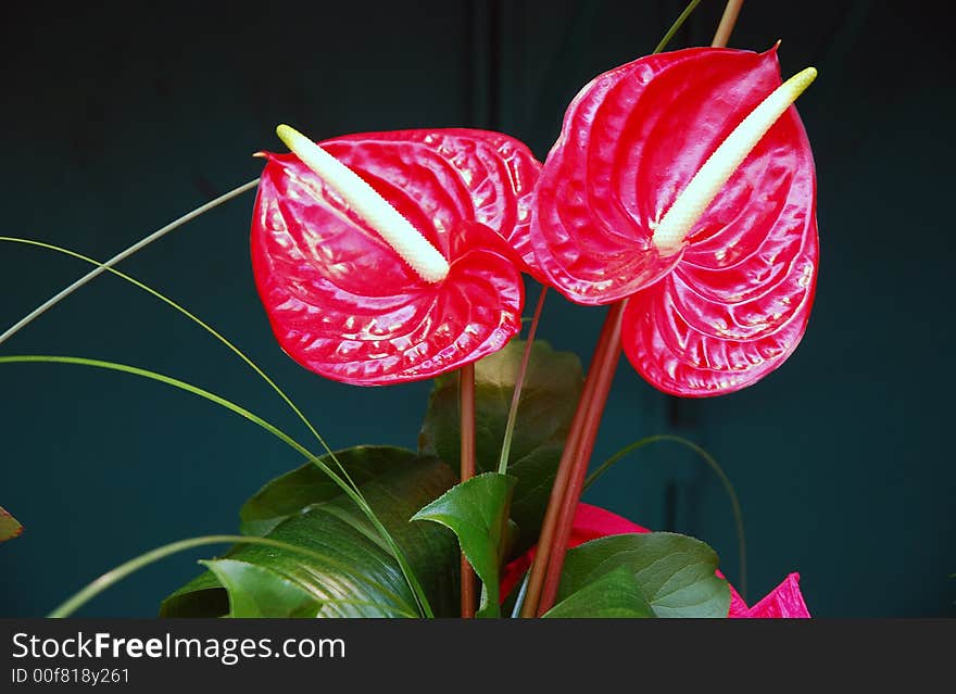 A bright red shiny Anthirum flower. A bright red shiny Anthirum flower