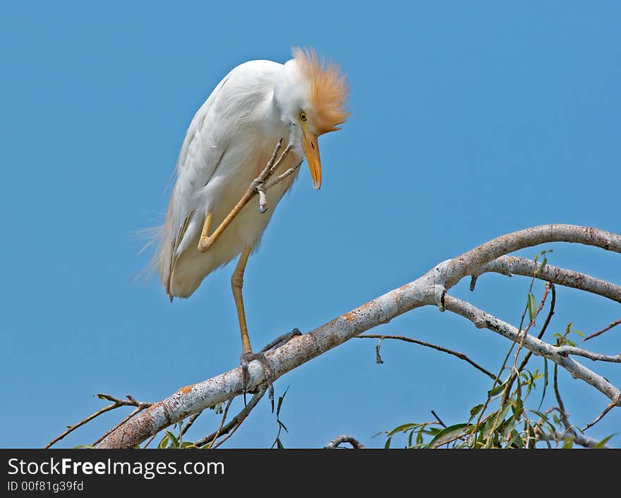 Cattle Egret 03