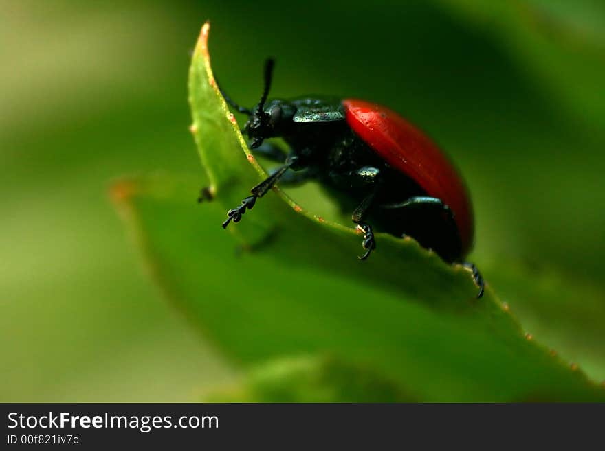 Ladybug on a green leaf in close view