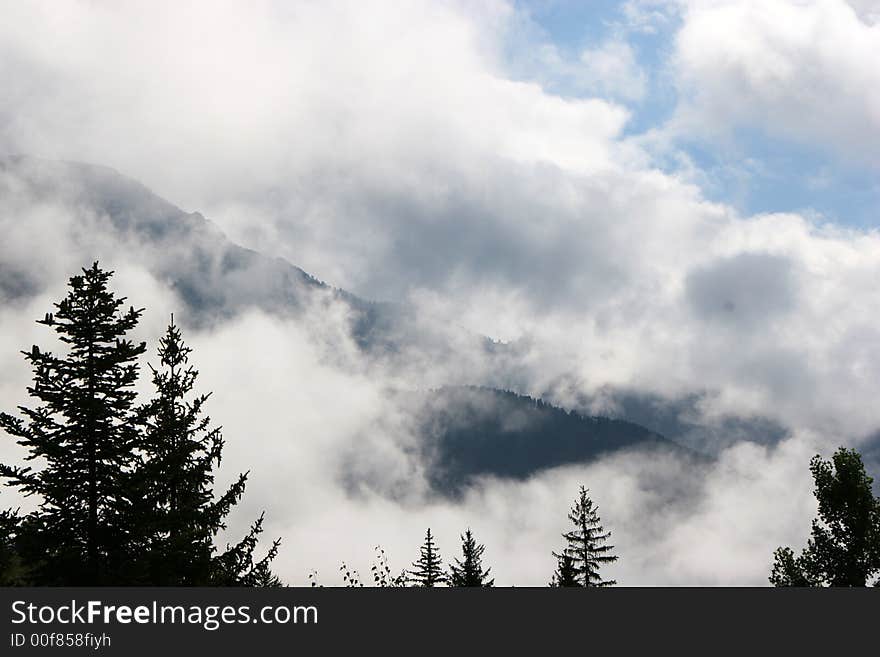 Photo of a forest on a mountain. Photo of a forest on a mountain.