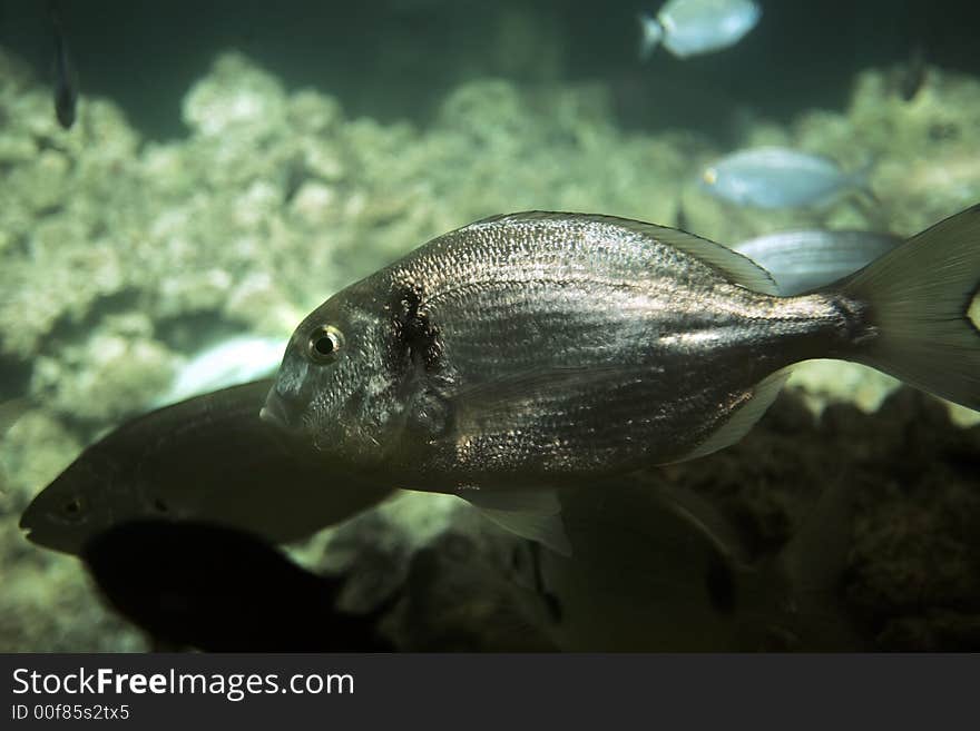 Aquarium fishes