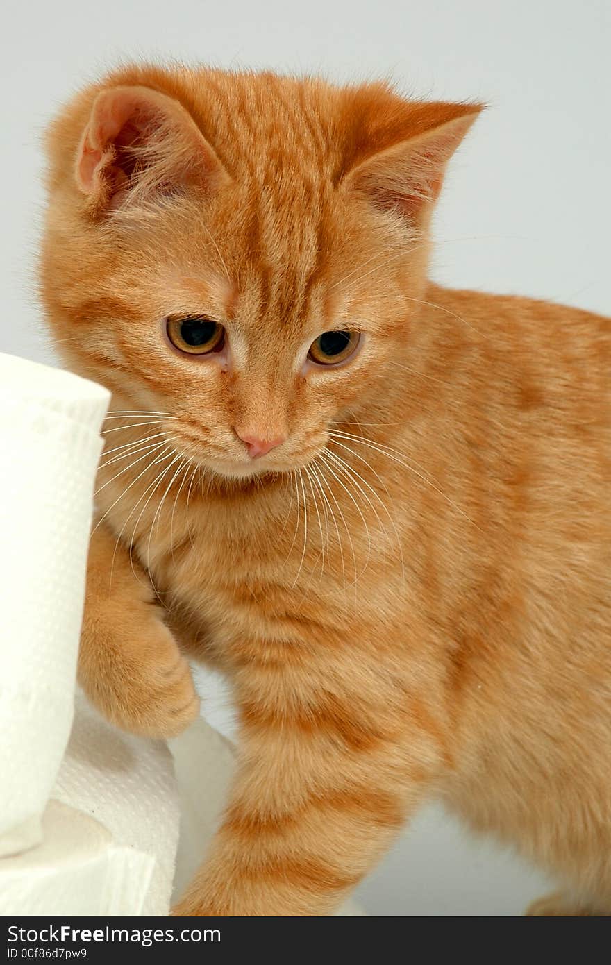 Kitten on gray background