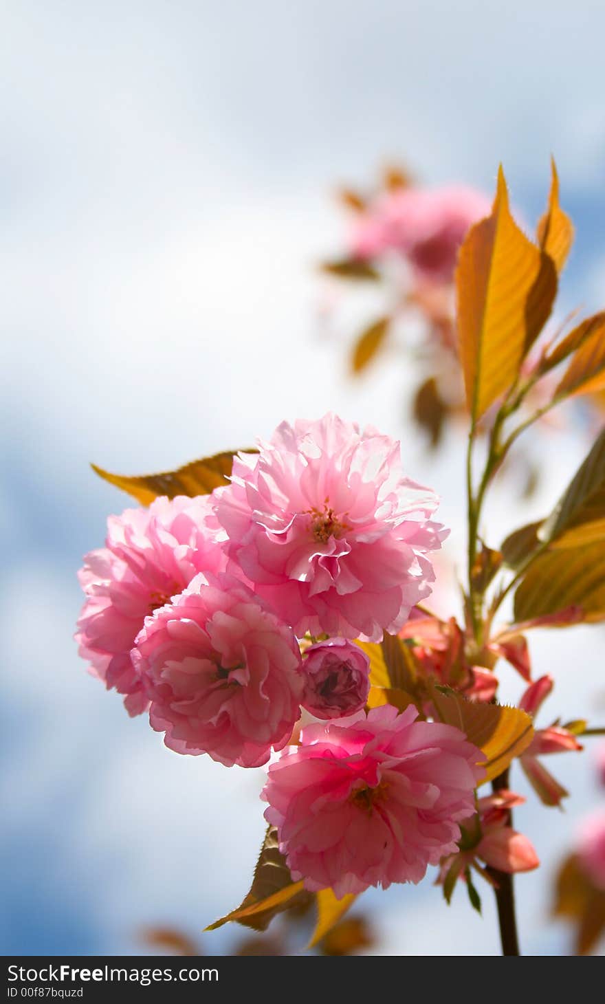 Springtime cherry blossom growing on the tree