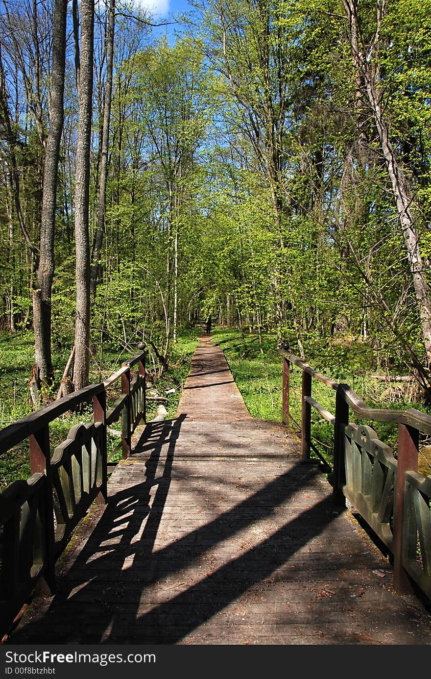 Bialowieza wilderness in Poland in spring. Bialowieza wilderness in Poland in spring