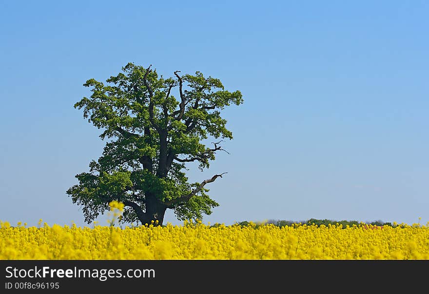 Yellow field and lonely tree. Yellow field and lonely tree