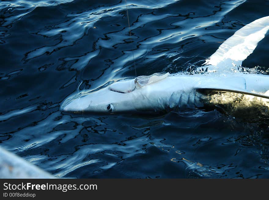 Shark Fishing off Cape Cod.