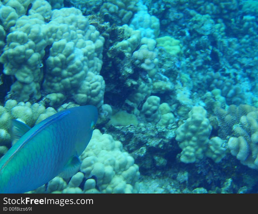 Tropical fish and coral reef