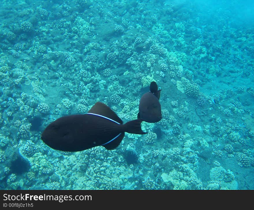 Tropical fish, Molokini