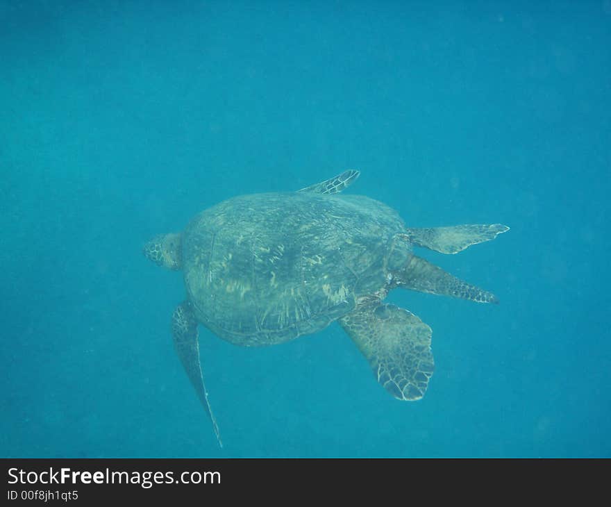 A green turtle swims through the sea, Maui. A green turtle swims through the sea, Maui.