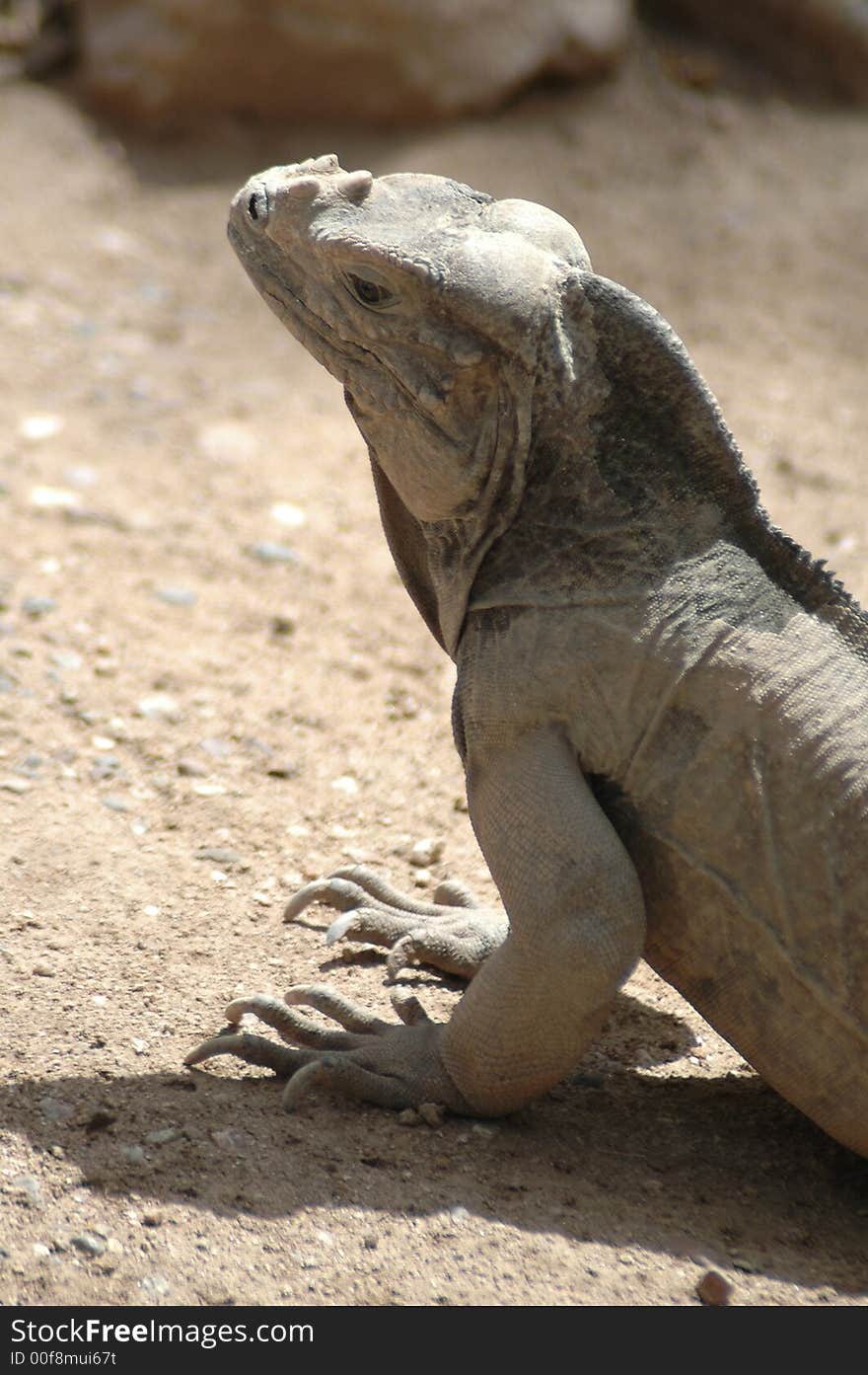 Iguana