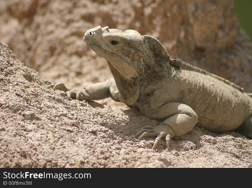 Iguana