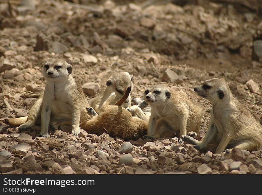 A meerkat family plays together. A meerkat family plays together.