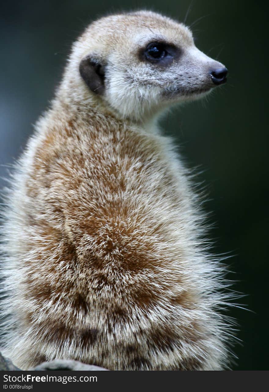 An adult meerket out from it's cave.