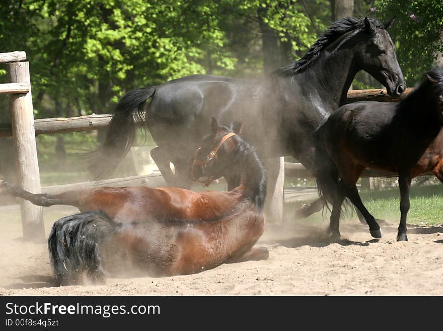 Horses playing in the park. Horses playing in the park.