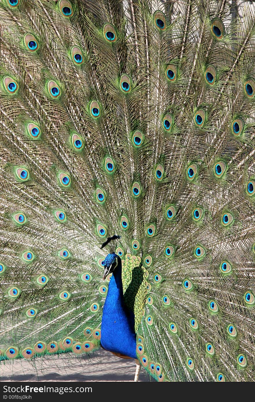 Beautiful peacock demonstrating its tail