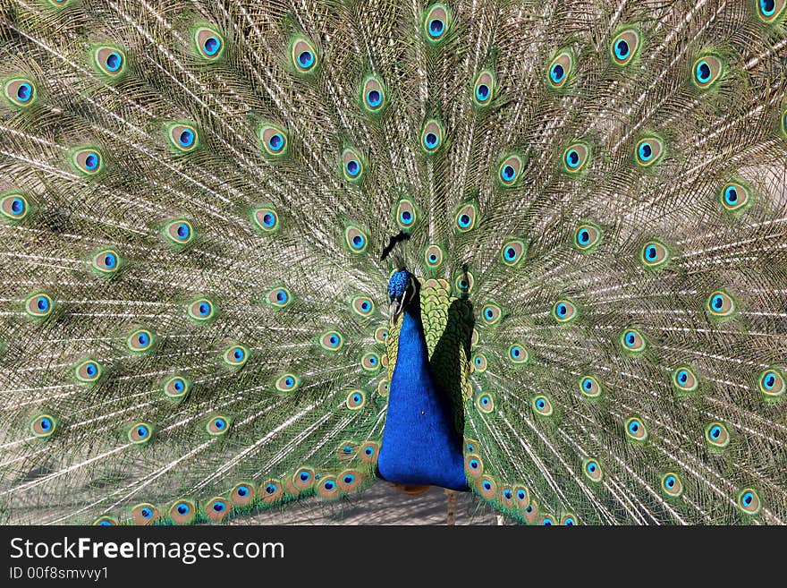 Beautiful peacock demonstrating its tail