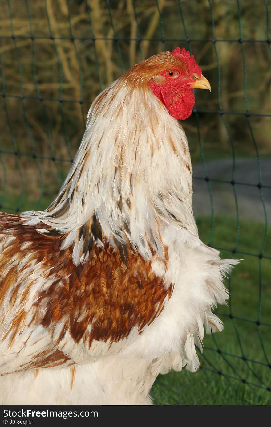 Red Pile Brahma special breed white and brown cockerel. Red Pile Brahma special breed white and brown cockerel.