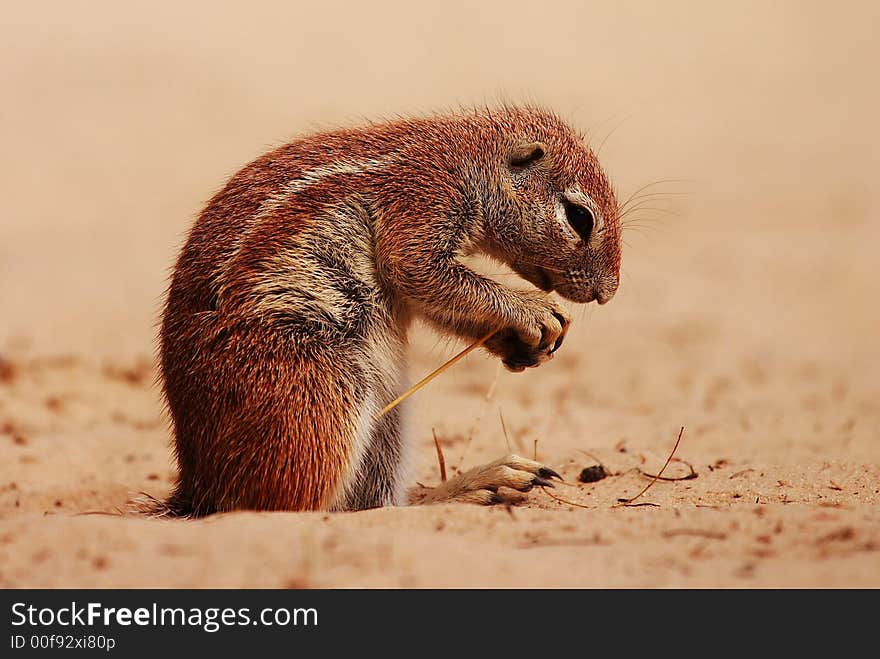 Ground Squirrel (Xerus inauris) eating seed pods in the Kgalagadi Transfrontier Park, Kalahari Desert, Southern Africa