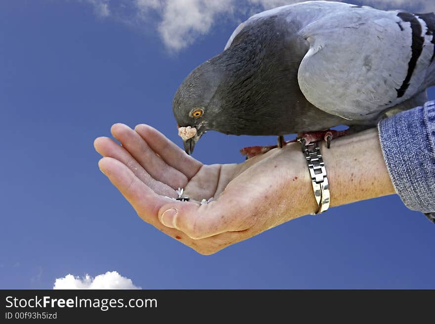 Dove symbol of freedom eating out of your hand