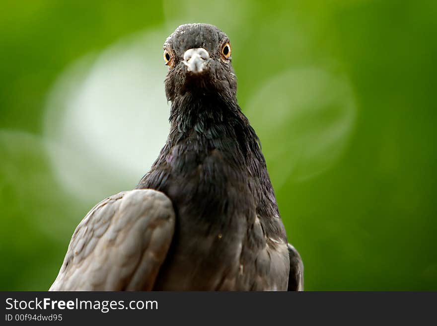 Tight shot of a bird over blured background.