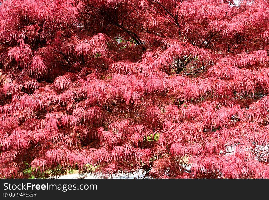 A bright red japanese maple tree in full sun