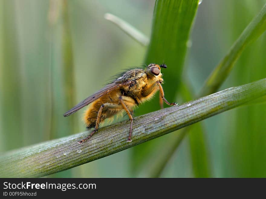 The fly in the morning. The fly in the morning