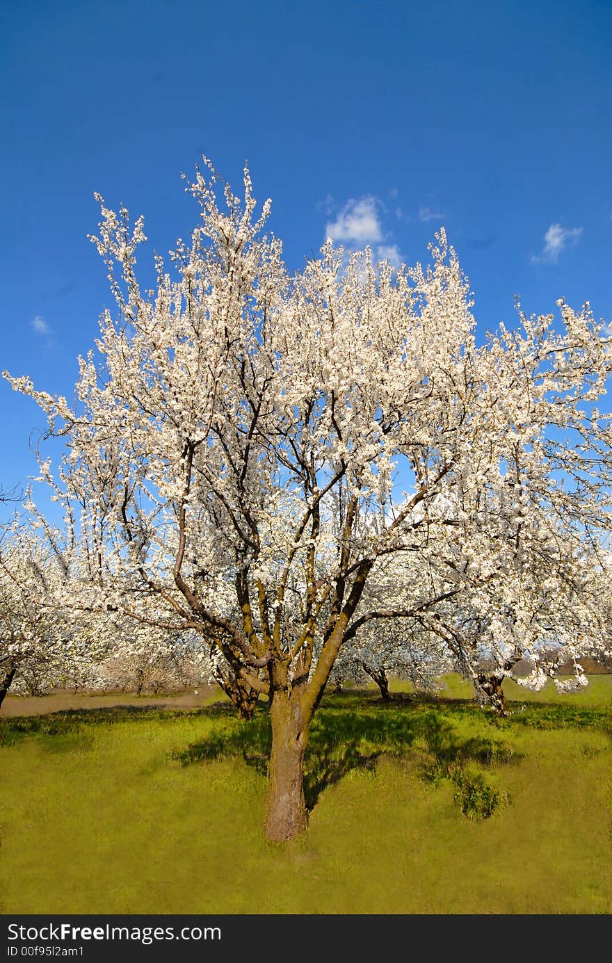 Plums in  garden