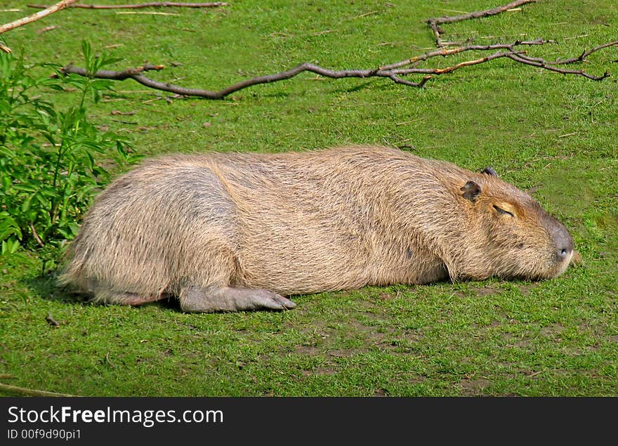 A capybare sleeping and sunning itself. A capybare sleeping and sunning itself.