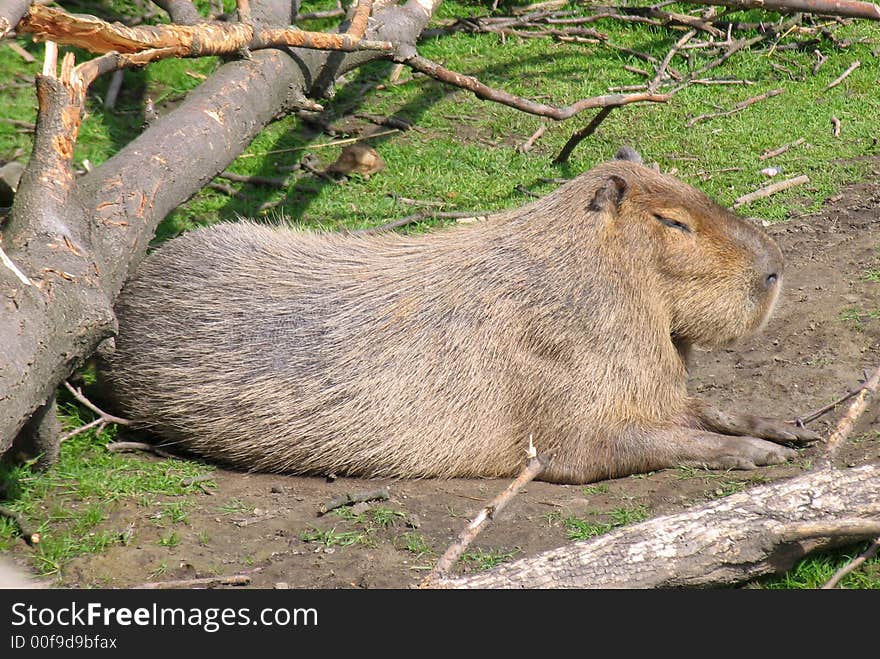 A capybara enjoying a sunny day.