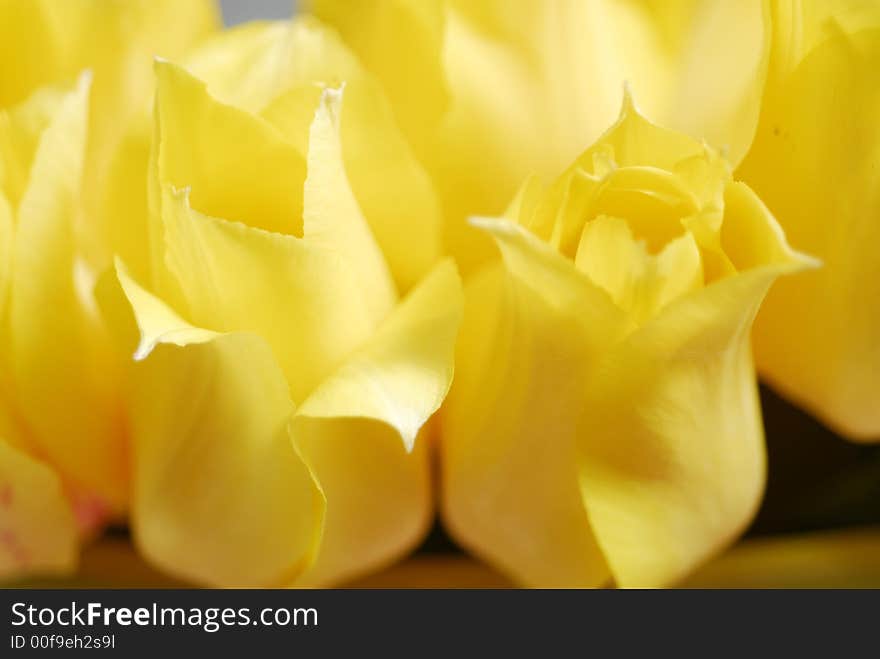 Yellow tulips on the table in green interior 18. Yellow tulips on the table in green interior 18