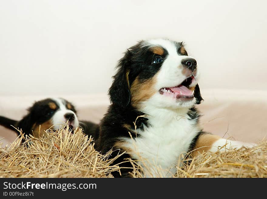 Pup, Bernese mountain dog, animal, lovely, pet, darling