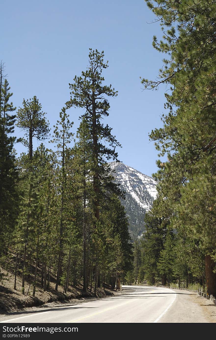 Through the trees