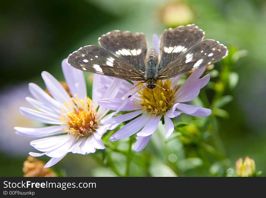 A photo of a butterfly on a blue flower. A photo of a butterfly on a blue flower