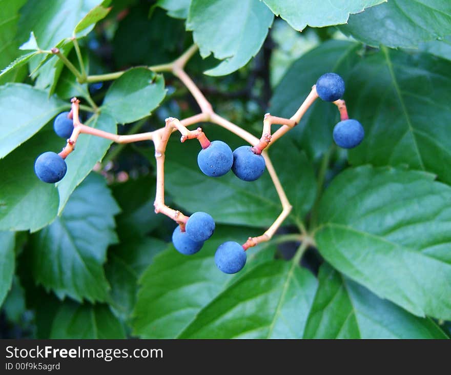 A cluster of blue berries on a bush branch, mimicking a pair of dancers. A cluster of blue berries on a bush branch, mimicking a pair of dancers