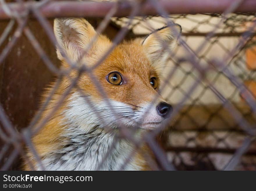 Fox In The Cage