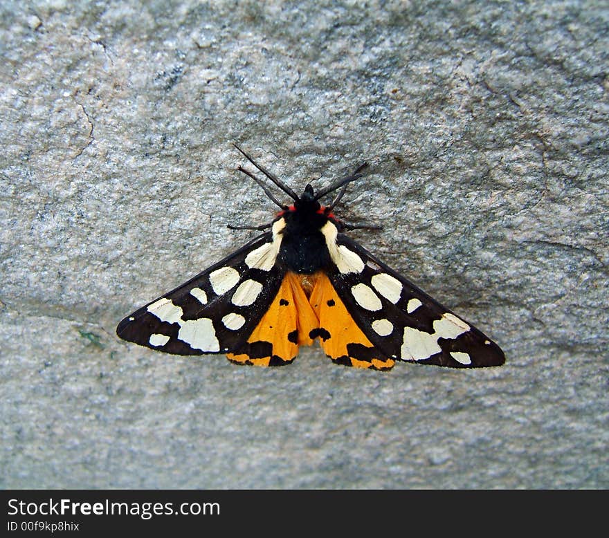 A butterfly (black, white and yellow) on a stone surface. A butterfly (black, white and yellow) on a stone surface