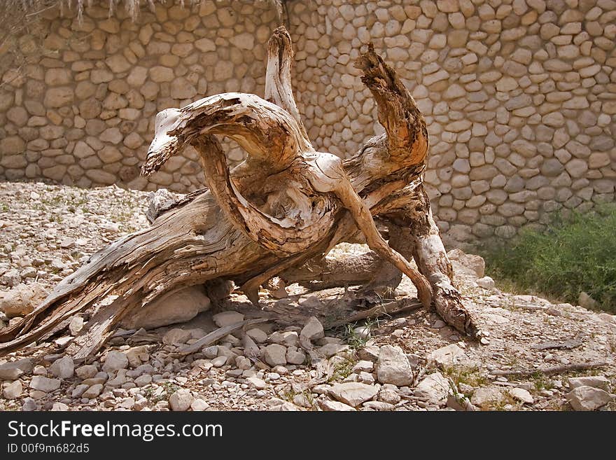 Fancifully  curved a dry tree in reserve on the Dead Sea in Israel. Fancifully  curved a dry tree in reserve on the Dead Sea in Israel